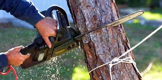 Best Tree and Shrub Care  in Waverly, VA