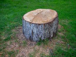 Professional Tree Care in Waverly, VA