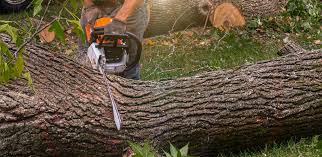Best Lawn Maintenance Plans  in Waverly, VA