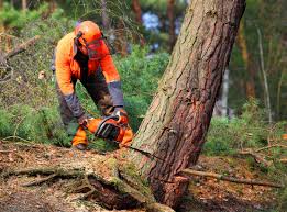Best Commercial Tree Services  in Waverly, VA