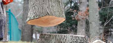 Best Tree Maintenance Programs  in Waverly, VA