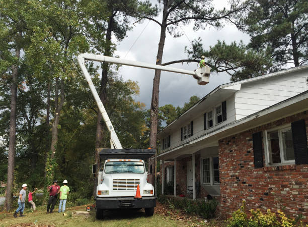Grass Overseeding in Waverly, VA