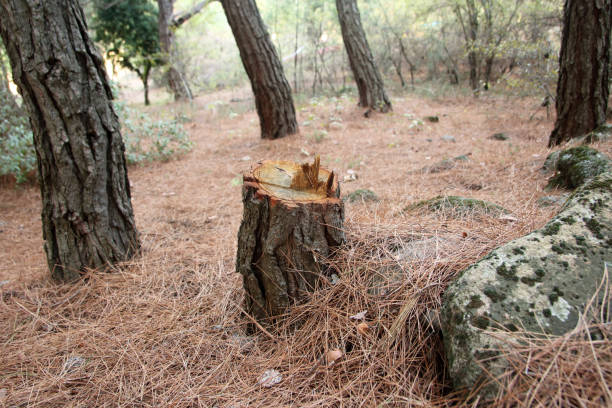 Best Emergency Tree Removal  in Waverly, VA