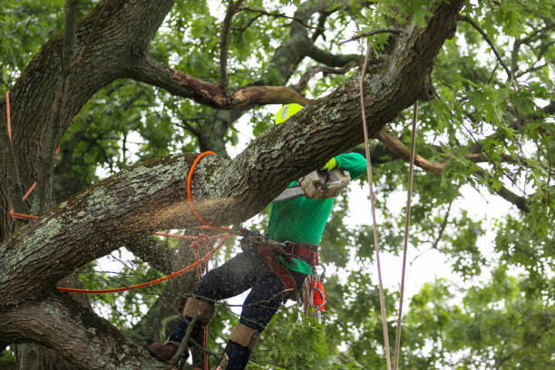 How Our Tree Care Process Works  in  Waverly, VA