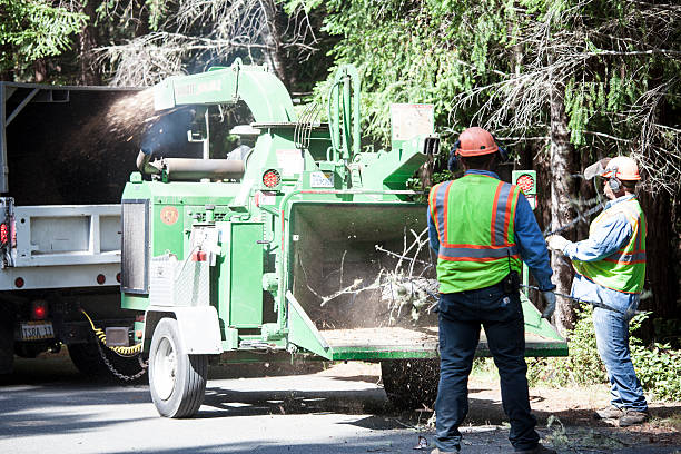 Best Tree Risk Assessment  in Waverly, VA