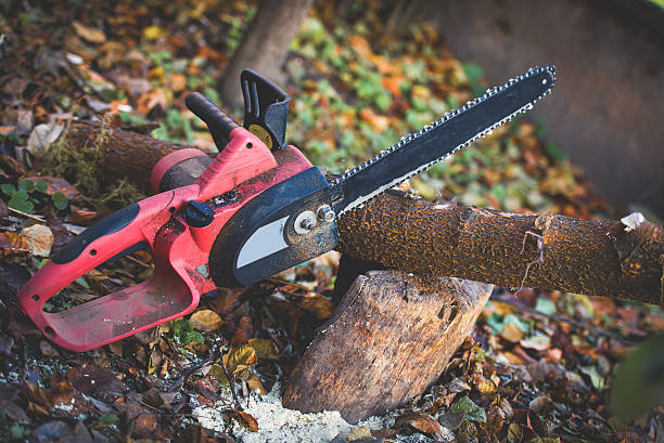 Best Pest Control for Lawns  in Waverly, VA