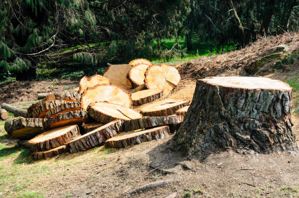 Trusted Waverly, VA Tree Care Experts